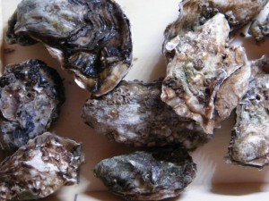 oesters